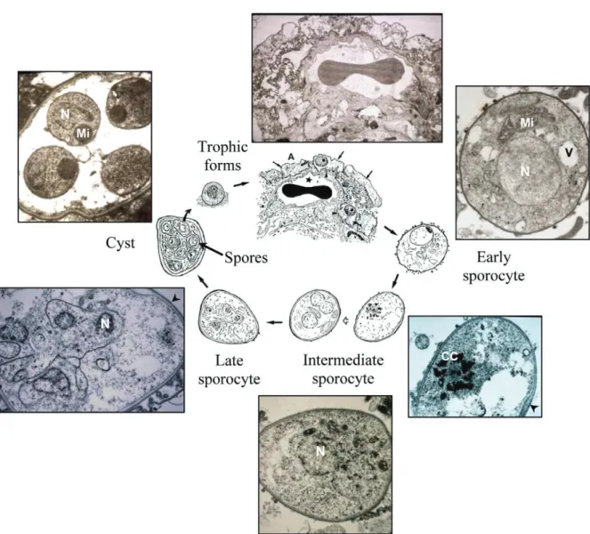 Fig. 1: a hypothetical Pneumocystis life cycle illustrated by transmission electron micrographs and corresponding interpretation drawings of organisms  developing in mammalian lungs