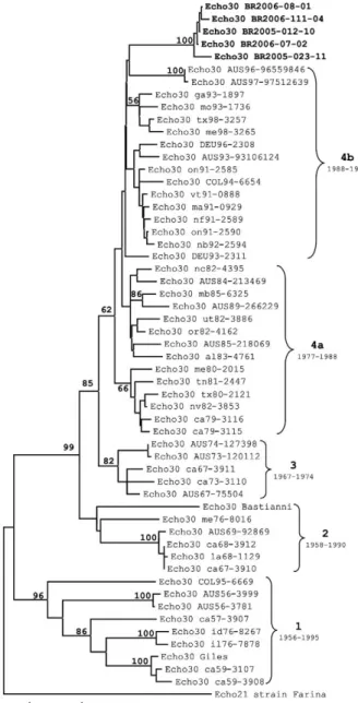 Fig. 3: dendrogram based on the alignment of the virus-encoded pro-  virus-encoded pro- pro-tein-1 gene nucleotide sequences (349 pb) showing genetic affinity of  the Echovirus (Echo) 30 samples of Belém, state of Pará, with Echo  30 strains from other cou