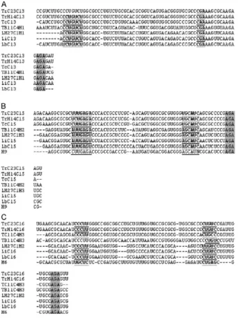 Fig. 2: multiple sequence alignment by CLUSTAL W of H/ACA Cl- Cl-small nucleolar RNAs (snoRNAs) from different trypanosomatid spe-snoRNAs) from different trypanosomatid  spe-cies