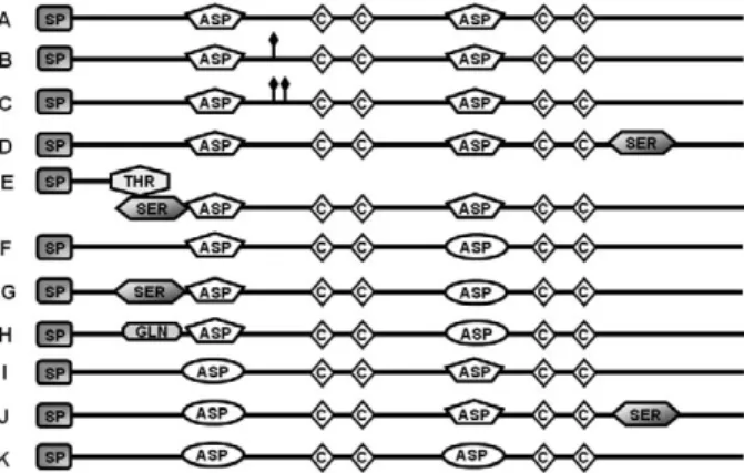 Fig.  1:  motifs  of  Candida  spp.  secreted  aspartyl  proteinases. 