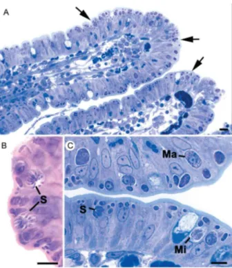 Fig.  3A-C:  light  micrographs  through  the  small  intestine  of  the  cat  showing the appearance of the various coccidian stages (both asexual  and sexual) developing in the enterocytes (arrows)