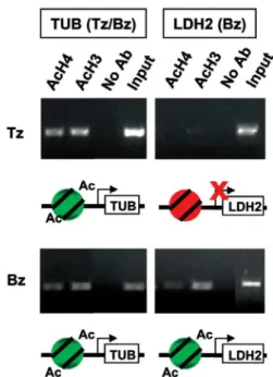 Fig. 2:  histones upstream of bradyzoite-specific genes become acety- acety-lated  during  stress-induced  differentiation  in  vitro