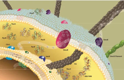 Figure  1.2  -  Model  of  the  extracellular  electron  transfer  pathway  in  Geobacter  sulfurreducens