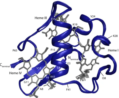 Figure 3.3 - Overlay of the 20 lowest-energy NMR solution structures of PpcA in the reduced state
