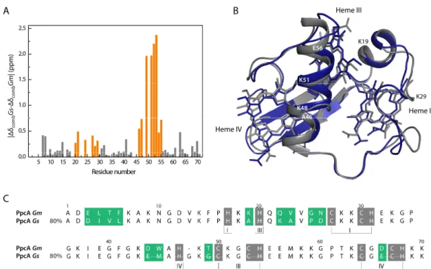 Figure 3.6 – Structural differences between PpcA cytochromes from Gm and Gs. (A) Differences between  the combined  1 H and  15 N chemical shifts observed for the conserved residues of Gs (Δδ comb Gs) and Gm  (Δδ comb Gm)