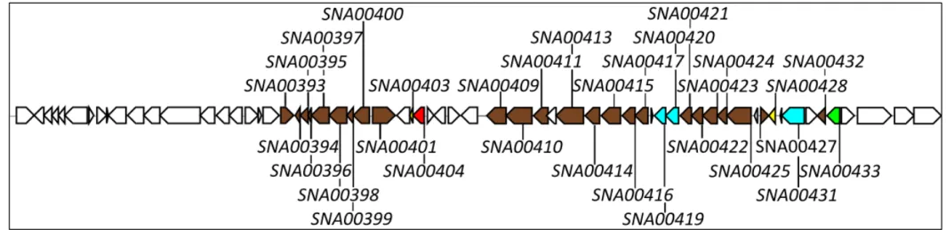 Figure  8  –  Schematic  representation  of  cluster  S1C2.  Brown  arrows  represent  putative  structural  genes