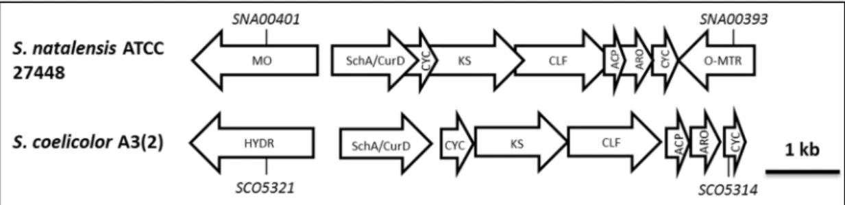 Figure  10  –  Organization  of  the  S1C2  putative  polyketide  subcluster  in  S.  natalensis  ATTC  27448,  together  with  the whiE cluster in S