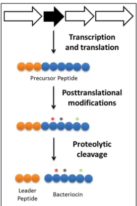 Figure  16 –  Bacteriocins  biosynthesis.  The  gene  encoding  for  the  precursor  peptide,  usually  clustered  with  genes  encoding  modifying  enzymes,  secretion,  and  also  immunity  genes,  is  initially  transcribed  and  then  translated