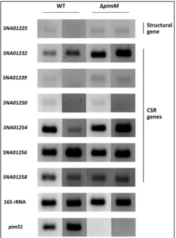 Figure  23  –  Transcription  analysis  of  S1C5  selected  genes  by  RT-PCR.  Transcripts  of  SNA01225  (NRPS  encoding  gene),  SNA01232  (TetR-family  encoding  gene),  SNA01239  (MerR-family  encoding  gene),  SNA01250  (DeoR-family  encoding  gene),