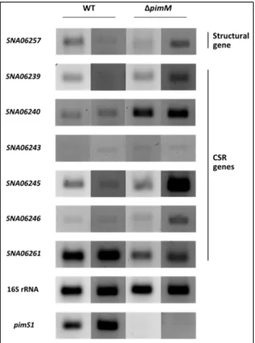 Figure  26  – Transcripton  analysis  of  S5C20  selected  genes  by  RT-PCR.  Transcripts  of  SNA06257  (mixed  PKS-NRPS  encoding  gene),  SNA06239  (GntR-family  encoding  gene),  SNA06240  (LysR-family  encoding  gene),  SNA06243  (AsnC-family  encodi