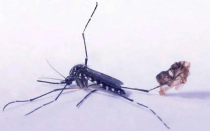 Fig. 4: Aedes aegypti female resulting from triflumuron treatment.