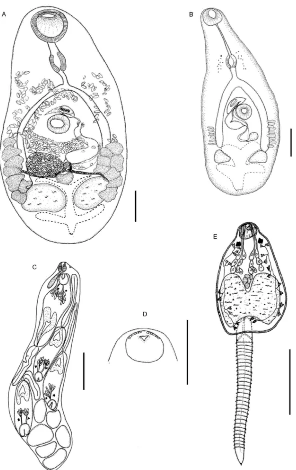 Fig. 1: Pygidiopsis macrostomum, light microscopy. A: ventral view of adult from experimentally infected hamster; B: dorsal view of metacer- metacer-caria from naturally infected Poecilia vivipara; C: redia from experimentally infected Heleobia australis; 