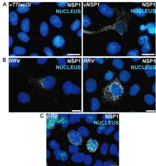 Fig.  1:  intracellular  localisation  of  rhesus  rotavirus  (RRV)  non- non-structural  protein  1  (NSP1)
