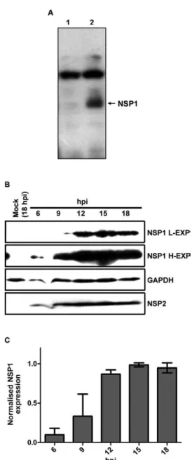 Fig. 3: non-structural protein 1 (NSP1) has a low expression level that  increases  late  in  infection  in  rhesus  rotavirus  (RRV)-infected  cells