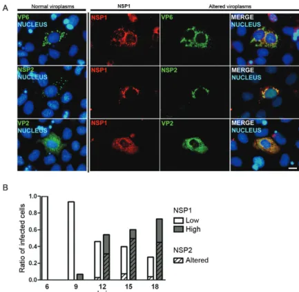 Fig.  4:  high  levels  of  non-structural  protein  1  (NSP1)  expression  in  rhesus  rotavirus  (RRV)-infected  cells  correlate  with  altered  viroplasm  morphology