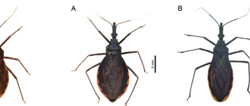 Fig. 3: Triatoma jatai sp. nov. A: female; B: male. Fig. 4: Triatoma costalimai. A: female; B: male