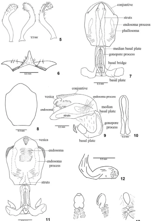 Figs 5-13: Triatoma jatai sp. nov.; 5: parameres, side view, internal view and external view; 6: median process of pygophore; 7: phallus, ventral view; 