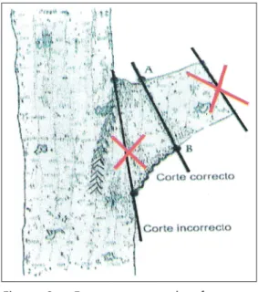 Figura 8 – Forma correcta de efectuar o corte de um ramo