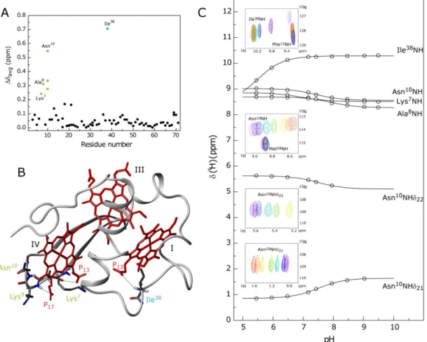 Figure 4.6 – pH-linked conformational changes in PpcA.  (A) Weighted average of 
