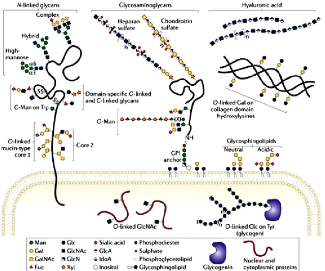 Figure 2: Common classes of animal glycan structures. The major classes of animal glycans are shown, with  an  emphasis  on  typical  vertebrate  sugar  chains