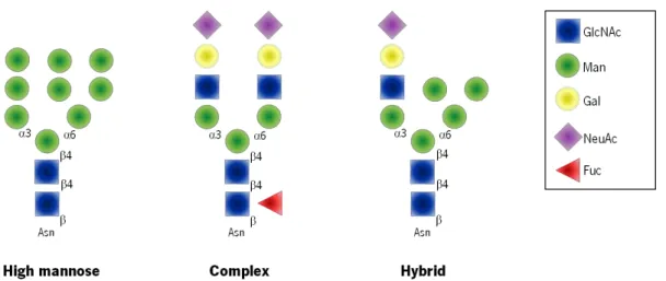Figure 3: Types of N-glycans.  N -glycans added to protein at Asn-X-Ser/Thr sequons, that shear a common core  Man 3 GlcNAc 2 Asn, are of three general types in a mature glycoprotein: High mannose, Complex, and Hybrid