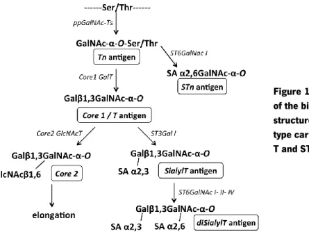 Figure 1: Schematic representation  of the biosynthesis of Core  O -glycan  structures and formation of simple  type carbohydrate antigens Tn, STn,  T and ST
