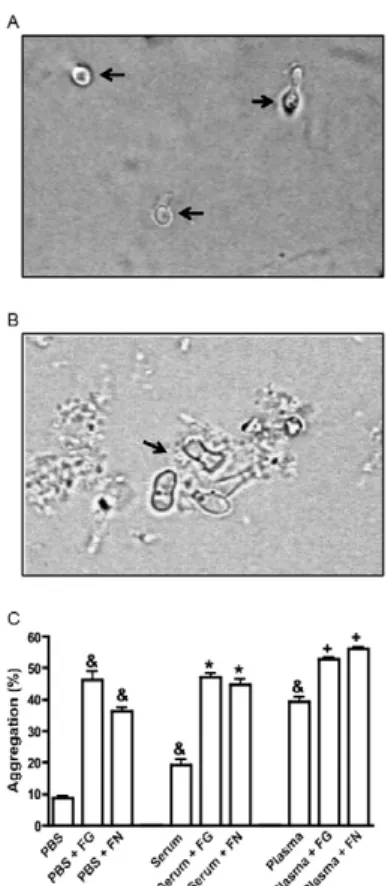 Fig.  1:  Paracoccidioides  brasiliensis  conidial  aggregation  induced  by  plasma  and  serum  is  enhanced  by  extracellular  matrix  proteins