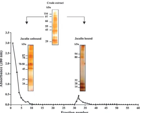 Fig. 1: affinity chromatography of saline extract of Taenia solium metacestodes in column of jacalin and electrophoretic profile of saline extract,  jacalin-unbound and jacalin-bound in sodium dodecyl sulfate polyacrylamide gel electrophoresis at 12% by si