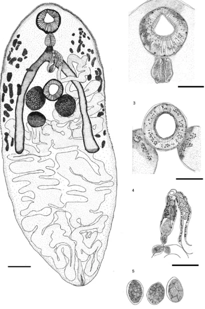 Figs 1-5: line drawings obtained from light microscopy of Mesocoelium lanfrediae  sp. nov