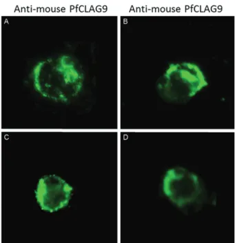 Fig. 4: indirect immunofluorescence pattern of mouse polyclonal anti- anti-serum against synthetic peptides of PfCLAG9 in parasitised red blood  cells (PRBC) with schizonts of Plasmodium vivax (A) and Plasmodium  falciparum (B) and in PRBC with trophozoite