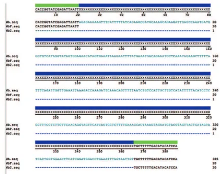 Fig. 1: multiple alignments of the primers WbR (Wb), WbF and Wb2.