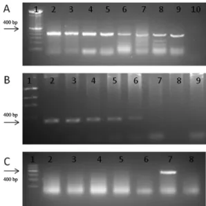 Fig.  2A:  detection  limit  for  semi-nested  polymerase  chain  reaction  (PCR). Line 1: molecular weight marker of 100 bp; 2-9: 10-fold  dilu-tion  curve,  1  ng-0.1  fg;  10:  negative  control;  B:  detecdilu-tion  limit  for  internal PCR