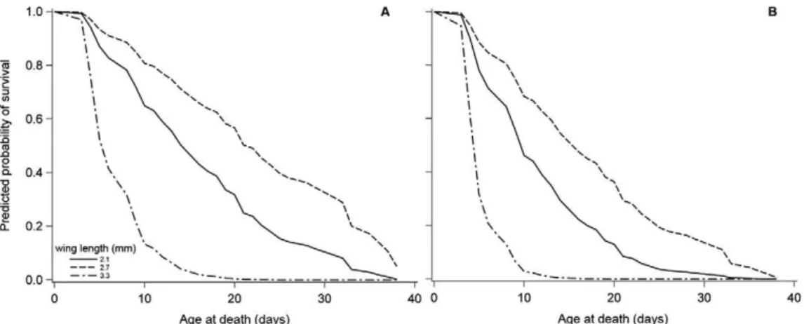 Fig. 1: predicted survivorship curves for adult female Aedes aegypti in the laboratory that are not infected with dengue (A) or infected with dengue (B)