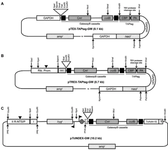 Fig.  1:  restriction  maps  and  genetic  elements  of  the  Gateway ®   plasmids (A)  pTEX-TAPtag-GW  map