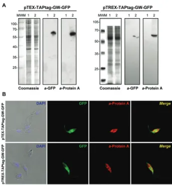 Fig.  2:  pTEX  and  pTREX-TAPtag-GW  experimental  validation  (A)  Coomassie and western blot analysis of total lysates from CL Brener  wild type cells (Lane 1) and those transfected (2) with  pTEX-TAPtag-GW-GFP  or  pTREX-TAPtag-pTEX-TAPtag-GW-GFP