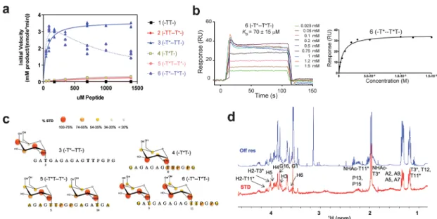 Figure 1. Biophysical characterization of GalNAc-T4. (a) Peptide glycosylation kinetics of GalNAc-T4 against (glyco)peptides 1−6 (see also Figure 4a)