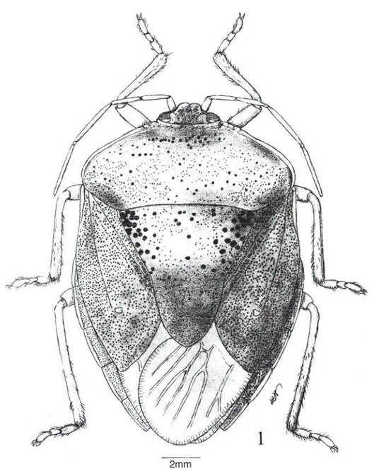 Fig. 1. Brachystethus geniculatus (Fabricius, 1787).
