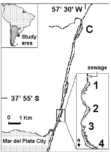Fig. 1. Sampling area and sampling stations in intertidal mussel beds developed in abrasion platforms (hard substrate) around the sewage effluent of Mar del Plata (38ºS; 57ºW).