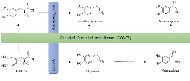 Figure 5 – L-DOPA, dopamine and norepinephrine metabolism by COMT.  