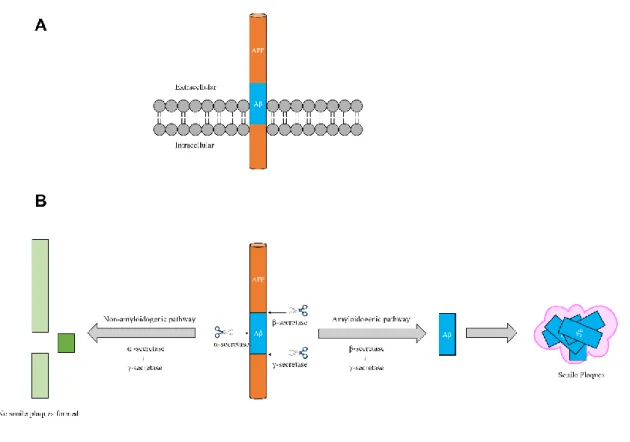 Figure 15 – Representation of the transmembrane protein APP and its degradation by different secretases