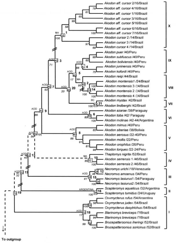 Figure 1. Phylogenetic tree obtained by the method of “Neighbor-Joining” considering genetic distances corrected by Kimura 2- 2-parameters