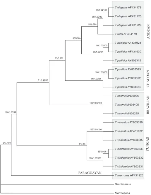 Figure 2. Maximum likelihood (ML) consensus bootstrap tree obtained from the partial sequences of the cytochrome b mitochondrial gene for Thylamys species