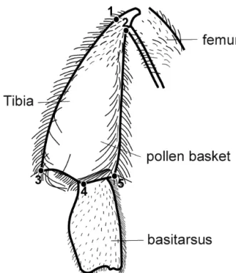 Fig. 2. Structure of a right pollen basket of Apis mellifera with anato- anato-mical marks used in the analyses.