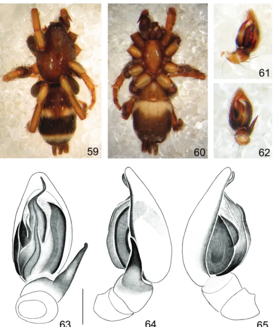 Figs 59-65. Latonigena turvo  sp. nov., holotype ♂ (MCN 39781): 59, dorsal; 60, ventral; palp: 61, 64, retrolateral; 62, 63, ventral; 65, prolateral