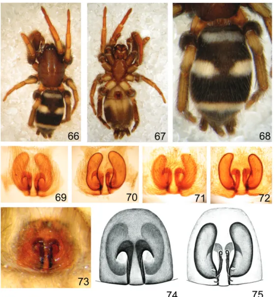 Figs 66-75. Latonigena turvo  sp. nov., ♀ (Figs 66-68, 73, paratype, MCN 47742; Figs 69, 70, 74, 75, paratype, MCN 47744; Figs 71, 72, MCN  22580)