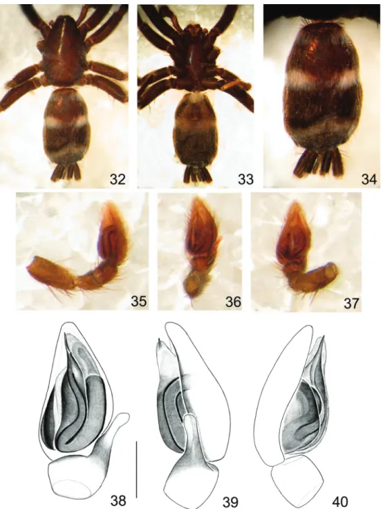 Figs 32-40. Latonigena santana  sp. nov., holotype ♂ (MCTP 2673): 32, dorsal; 33, ventral; 34, abdomen, dorsal; palp: 35, 39, retrolateral; 36, 38,  ventral; 37, prolateral-ventral; 40, prolateral