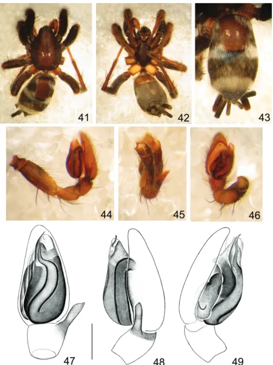 Figs 41-49. Latonigena sapiranga sp. nov., holotype ♂ (MCTP 28543): 41, dorsal; 42, ventral; 43, abdomen, dorsal; palp: 44, 48, retrolateral; 45,  47, ventral; 46, prolateral-ventral; 49, prolateral