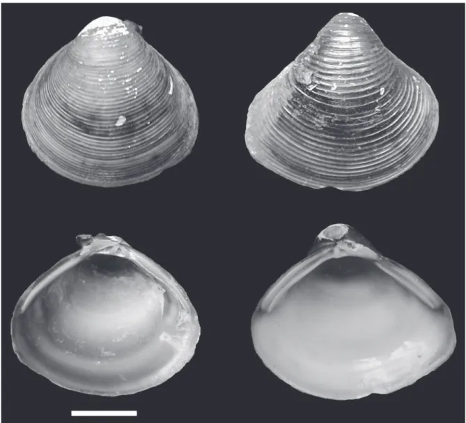 Fig. 2. External and internal view of Corbicula largillierti (Philippi, 1844) (left) and C