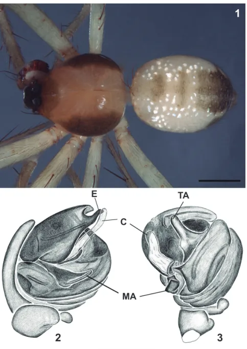 Figs 1-3. Mangora brokopondo Levi, 2007, male: 1, Habitus dorsal; Palpus: 2, mesal; 3, ventral (C, conductor; E, embolus; MA, median apophy- apophy-sis; TA, terminal apophysis)
