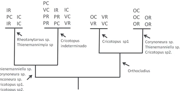 Fig. 8. Dendrograma resultante de la aplicación del TWINSPAN a las muestras de quironómidos bentónicos